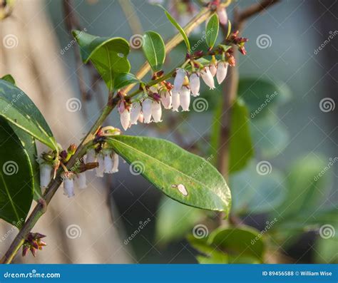 Swamp Fetterbush Flowers, Okefenokee Swamp National Wildlife Refuge ...