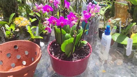 ORCHID REPOTTING FROM FLOWER ARRANGEMENT INTO a good ORCHID POT. - YouTube