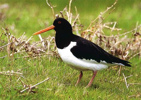 Pin by kathleen pickhaver on Oystercatchers | Pet birds, Beautiful ...