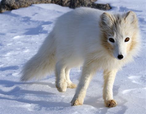 Arctic Fox Facts and Adaptations - Vulpes lagopus / Alopex lagopus