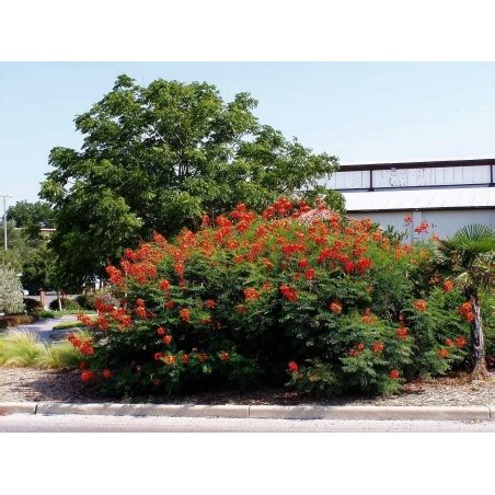 Pride of Barbados Seeds (Caesalpinia pulcherrima) - Price €1.85