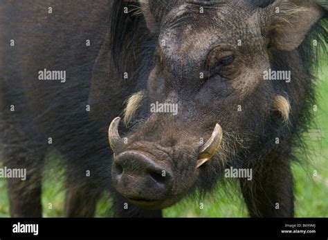 Wild Boar Tusks High Resolution Stock Photography and Images - Alamy