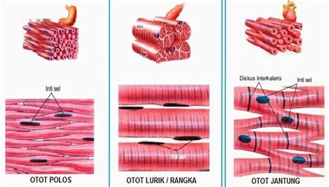 Otot Jantung : Pengertian, Ciri, Letak, Bentuk, Fungsi dan Cara Kerja ...