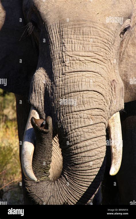 A close up of an elephant head, tusks and curled trunk sniffing the air ...