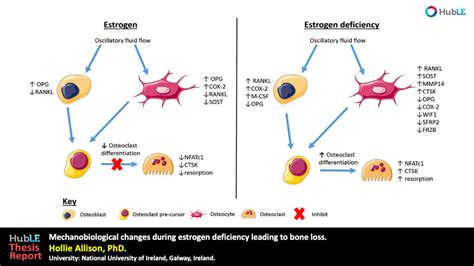 Mechanobiological changes during estrogen deficiency leading to bone ...