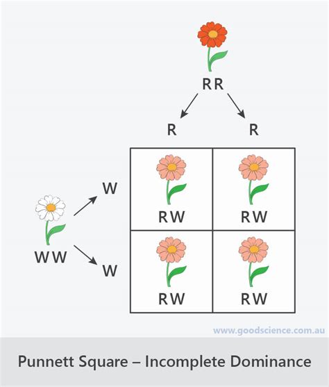 Simple Dominance Punnett Square