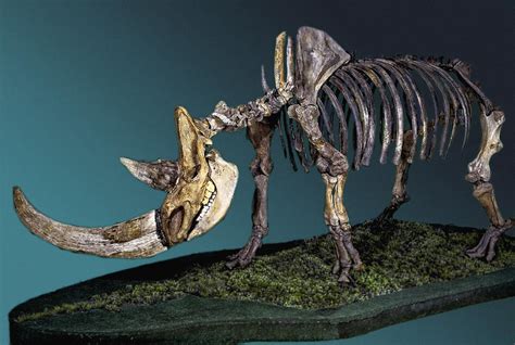 Woolly Rhinoceros Skeleton [IMAGE] | EurekAlert! Science News Releases