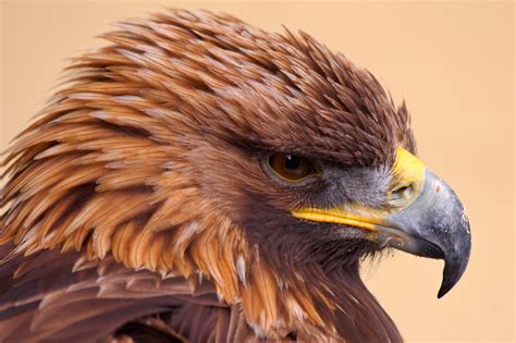 Golden Eagle Side Portrait | Birds | Wildlife | Photography By Martin ...