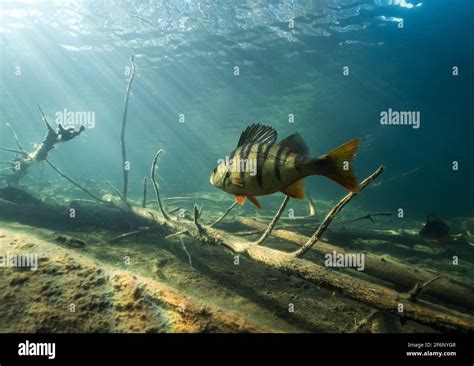 Underwater view of a big perch swimming in forest lake Stock Photo - Alamy