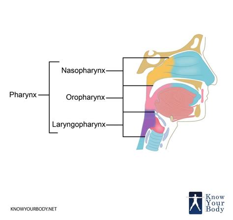 Pharynx - Function, Location, Anatomy, Muscles and FAQs