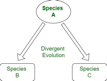 What is Divergent Evolution? - GeeksforGeeks