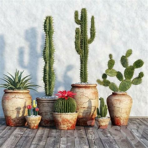 Cactus Garden Design Ideas