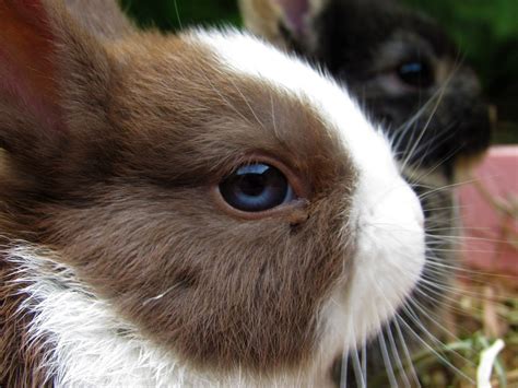 A Profile of the Netherland Dwarf Rabbit - PetHelpful