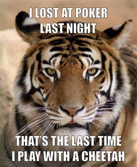 23 Tiger Memes To Make You Roar All Day | Tiger face, Cute animals with ...