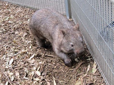 Featherdale Wildlife Park, Sydney: What animals can I see?