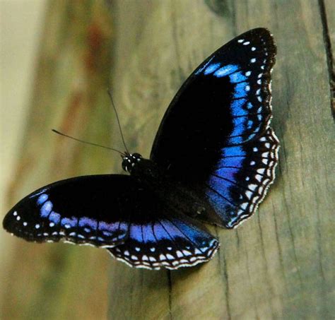 Real Blue Butterfly - Britannia Pr On Twitter Blue Butterfly In Flight ...