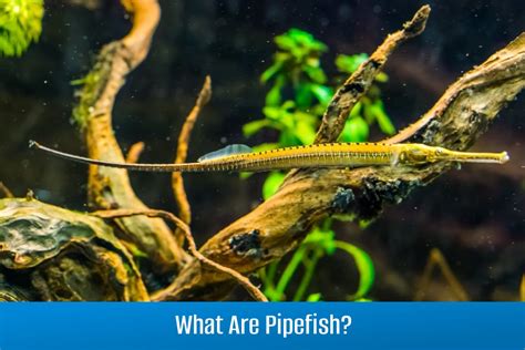 A Guide To Pipefish & Seahorse Care