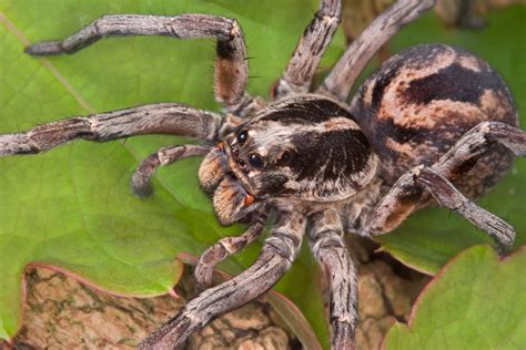 Wolf Spider Size Comparison: Just How Big Do They Get?