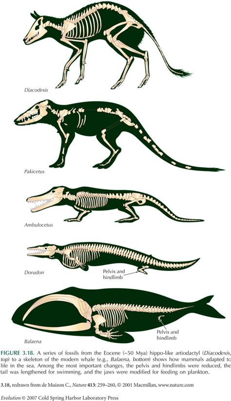 Scientific Illustration : Photo Animal Skeletons, Megafauna, Paleo Art ...