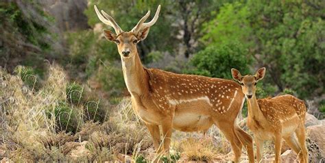 7 Persian fallow deer born in wildlife refuge in northern Iran - Tehran ...