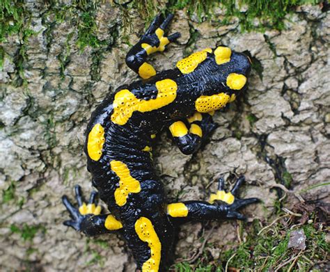 Fire salamander | San Diego Zoo Wildlife Explorers