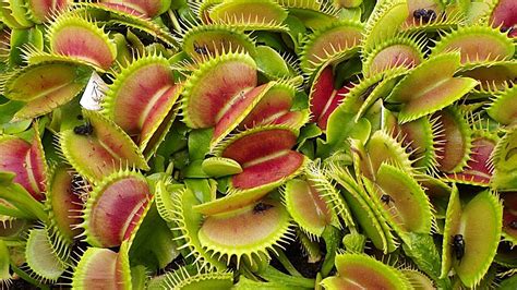 Plantas Carnivoras