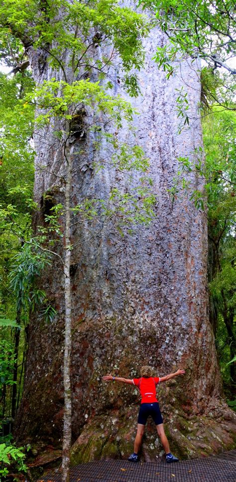 Tane Mahuta a Kauri tree - North Island, New Zealand | Kauri tree, Old ...