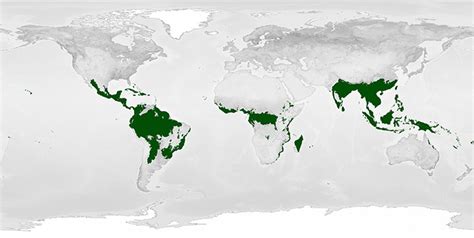 Location Of Tropical Rainforest On A Map Rainforest Mission Biomes ...