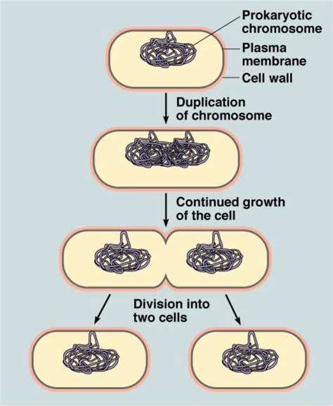 Binary Fission In Bacteria