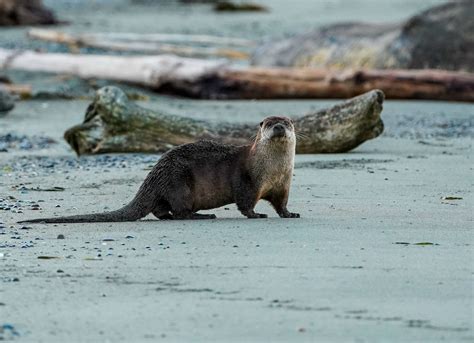 A Professor’s Passion: Studying Otter Behavior