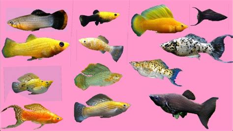 Molly fish: Characteristics, types, care and more....