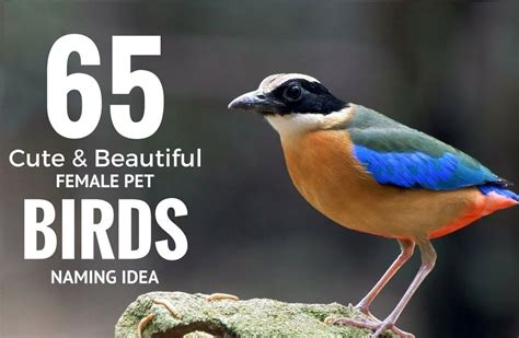 65 Beautiful Female Pet Bird Names Idea | Brandyuva.in | Pet bird, Pets ...