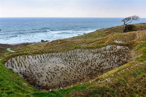 Shiroyone Senmaida Rice Terraces Along the Coast of Ishikawa Stock ...