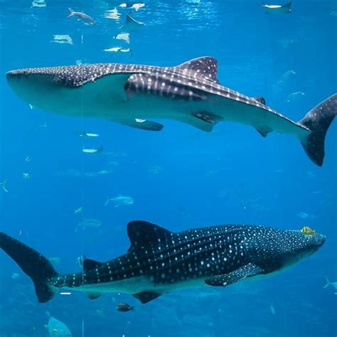 Where Did The Georgia Aquarium Whale Sharks Come From - Aquarium Views