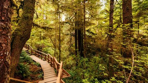 Hoh Rainforest: Hall of Mosses & Spruce Nature Trail