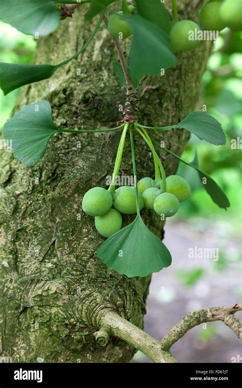 Ginkgo seeds on tree hi-res stock photography and images - Alamy