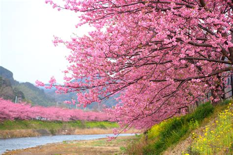 Cherry Blossom Season in Kawazu, Japan Has Arrived—Take a Look - Condé ...