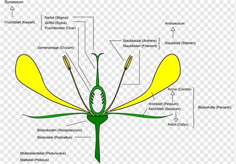 Flower Anatomy Picture | Best Flower Site