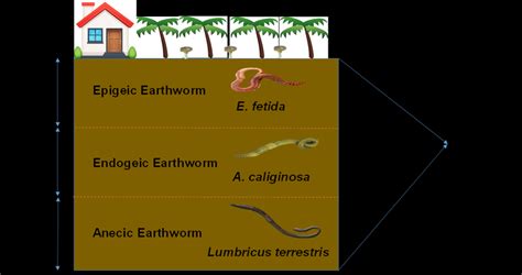 Habitat niche of the earthworms in the different layers of soil ...