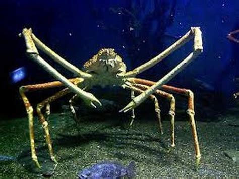 Facts: The Japanese Spider Crab - YouTube