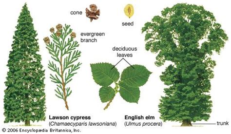 Temperate forest | Description, Types, Plants, Animals, & Facts ...