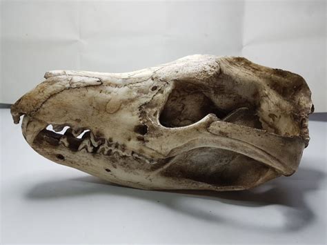 Ex-London Zoo adult male Tasmanian Tiger cast skull - Thylacinus ...