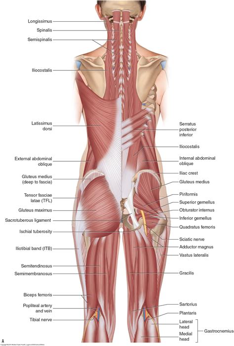 What is a hamstring strain and what are the causes of a hamstring strain?