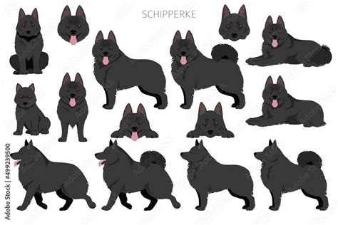 Schipperke clipart. Different poses, coat colors set Stock Vector ...