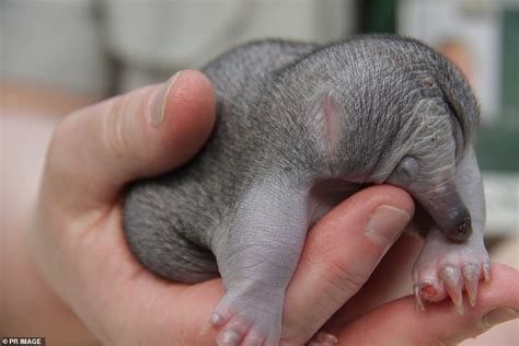 Adorable baby echidna is nursed back to health after being snatched ...