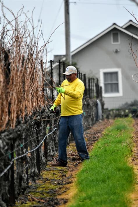 The Importance of Pruning and Vineyard Replacement - McGrail Vineyards