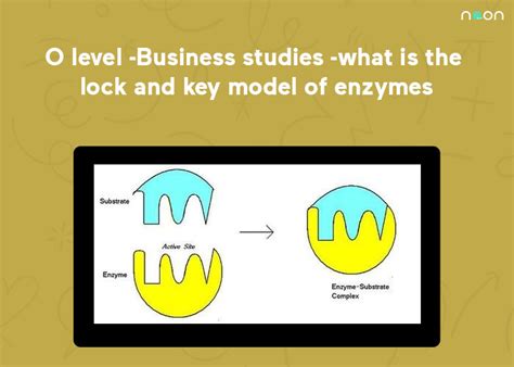 Enzyme Substrate Lock And Key Model