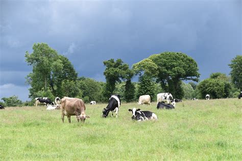 New dairy cattle breeding method increases genetic selection efficiency