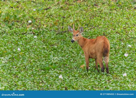 Pampas Deer Eating in the Pantanal Wetlands in Brazil Stock Image ...