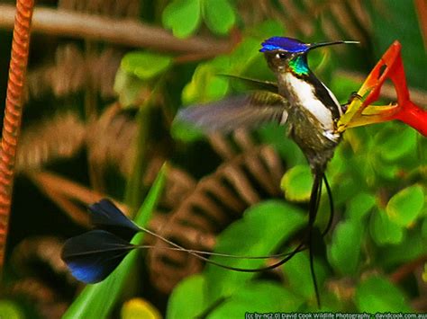 A marvellous hummingbird display [Featured] | ...en Perú - Travel ...